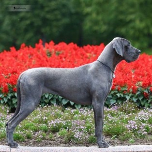 Greatdanes Dog Great Danes Pedigree Database