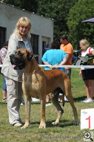 DIESEL BISDOG BOHEMIA - GreatDanes.Dog