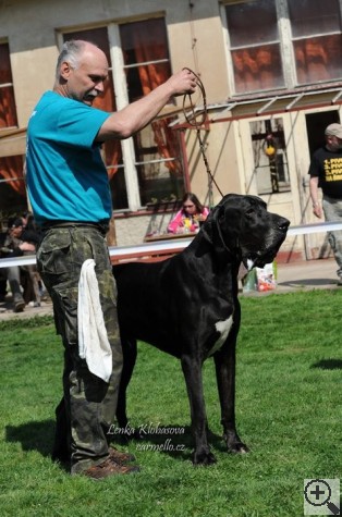 ZAFIRRO BOHEMIA ABRUS - GreatDanes.Dog