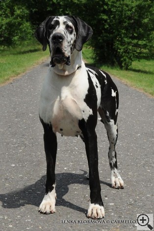 GAPPA VON WIEDERHOLZ - GreatDanes.Dog