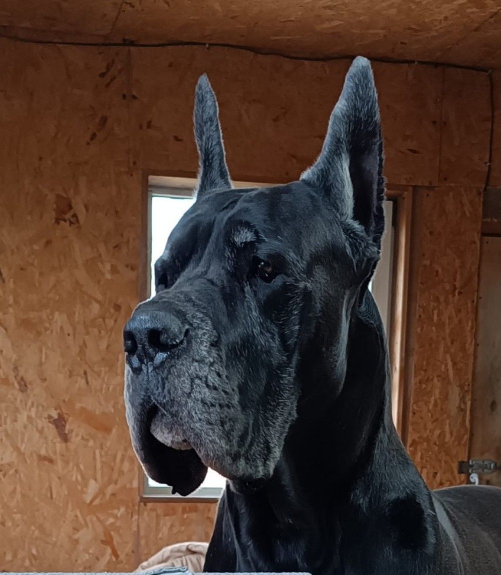 LAUFER BERLUSKONI - GreatDanes.dog