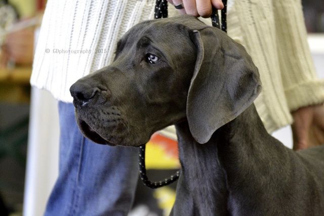 VALSECCHI'S BLUE BEAU N PAWS - GreatDanes.Dog