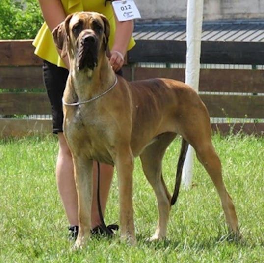 OUAFA DE LA BENJAMINE GreatDanes.dog