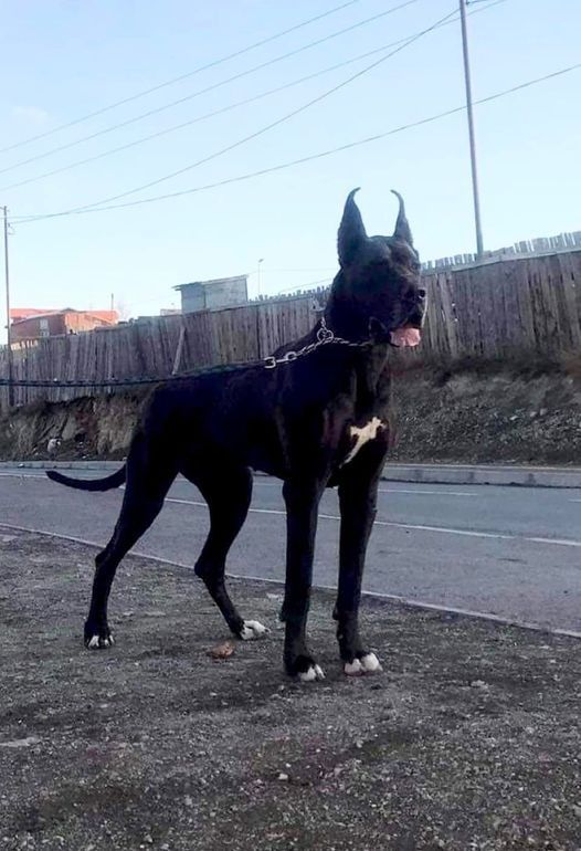 CLASSIC DOGS KOKO DE WELLESLEY - GreatDanes.Dog